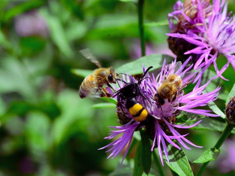 les insectes pollinisateurs sont des amis pour vos plantes