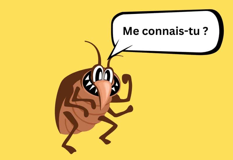 mieux connaitre les punaises de lit